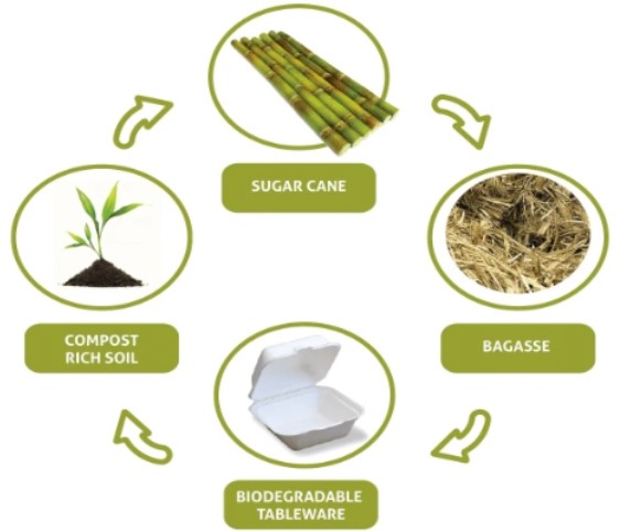 Life cycle of bagasse